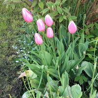 Tulpen
